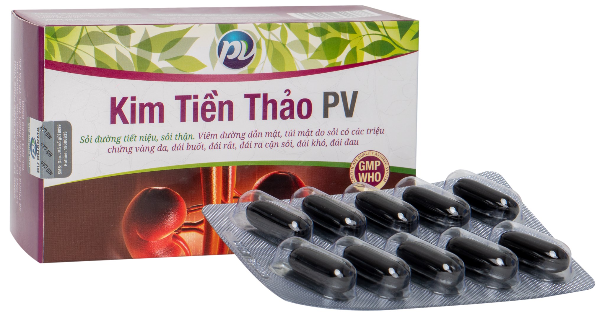 Phúc Vinh_Kim Tiền Thảo PV_H/50v- K150